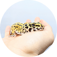 トカゲ