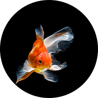 金魚