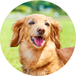 犬のお世話