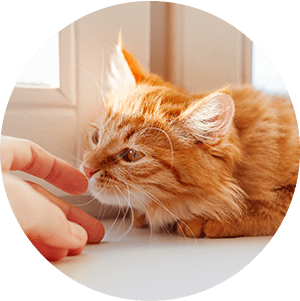 猫のお世話